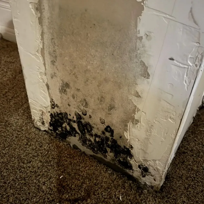 Professional Mold Removal in Wink, TX